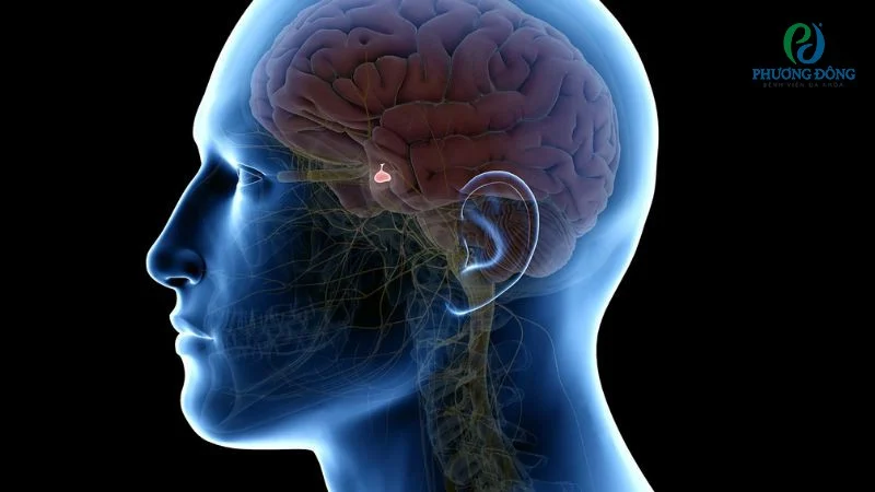 Sự gia tăng prolactin trong máu có thể ảnh hưởng đến nhiều chức năng hormone, trong đó có sự rối loạn phóng noãn