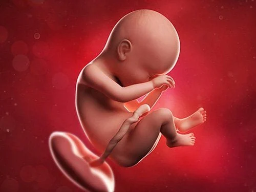Tiền sản giật do lưu lượng máu đến nhau thai bị giảm sút trong suốt thai kỳ
