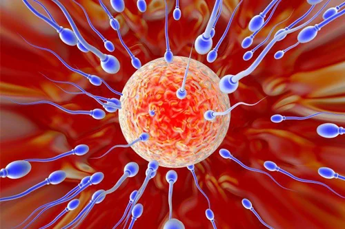 Nam giới có tinh trùng yếu vẫn hoàn toàn có thể thực hiện IVF 
