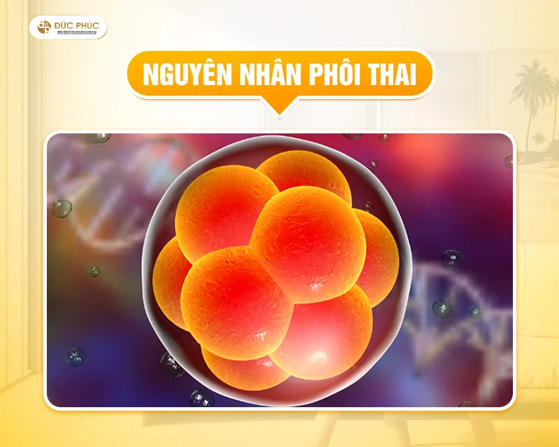 Phôi thai được hình thành từ sự kết hợp giữa trứng và tinh trùng