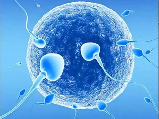 hỗ trợ cải thiện buồng trứng và tăng cường khả năng vận động của tinh trùng
