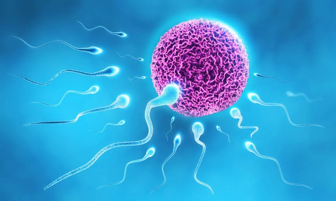 Việt Nam có tỷ lệ IVF thành công cao nhưng chi phí thấp nhất thế giới
