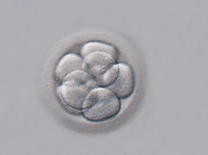 Phôi ngày 3 là phôi đang ở giai đoạn phân chia tế bào sớm