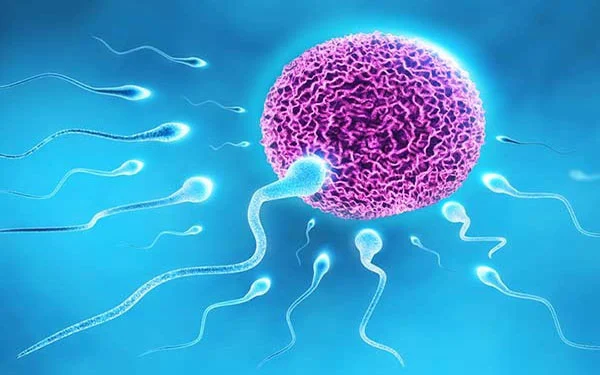Tinh trùng dị dạng vẫn có thể làm IVF