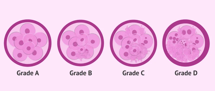phôi được phân loại thành 4 cấp độ từ loại 1 đến loại 4