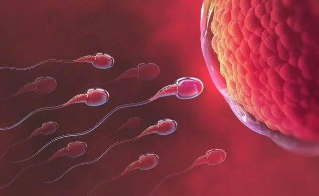 Chất lượng tinh trùng đóng vai trò quan trọng trong tỷ lệ thành công của IVF